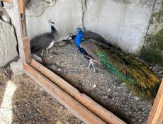 Продаются птицы)