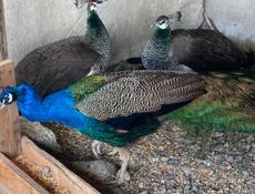 Продаются птицы)