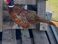 Продаются птицы)