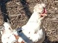 Продам пару карликовых курочек