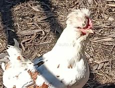 Продам пару карликовых курочек