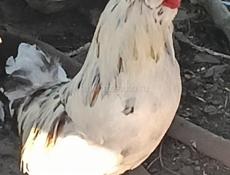 Продам пару карликовых курочек