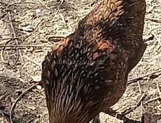 Продам пару декоративных курочек Курчавая и бентамка