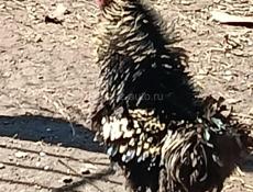 Продам пару декоративных курочек Курчавая и бентамка