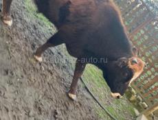 Продается бык 