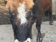 Продается бык 