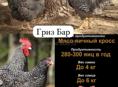 Продаются цыплята Гризбар 