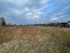 15 соток Цандрипш 