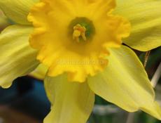 Участок на маяке