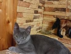 Масив гумиста 