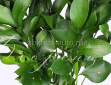 Руксус продаём 