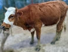 Продаются коровы,звонить по номеру тел.9207076