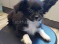 Продаём щенка чихуахуа 