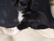 Продаём щенка чихуахуа 