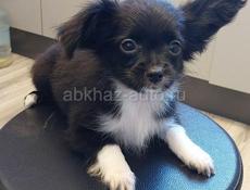 Продаём щенка чихуахуа 