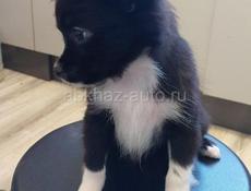 Продаём щенка чихуахуа 