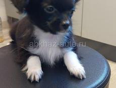 Продаём щенка чихуахуа 