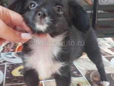 Продаём щенка чихуахуа 