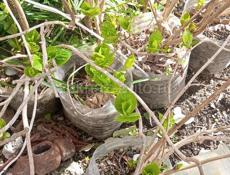 Гартензия изменчивая