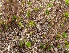 Гартензия изменчивая