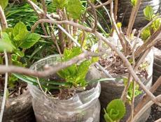 Гартензия изменчивая