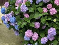 Гартензия изменчивая