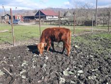 Продаётся бычок