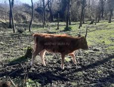 Продается годичная телка