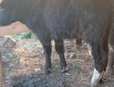 Бычок 60 кг 48 тр