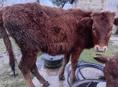 Моладая  телка малочнаи породы 10 месяцев 38 тр