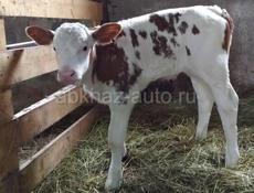 продаю срочно теленка
