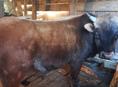 Продам бычка
