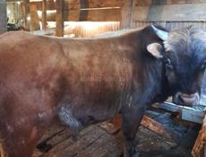 Продам бычка