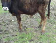 Продаётся бык 