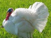 Продаю индюка самец