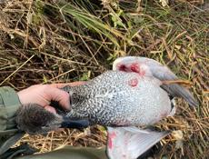 Ищу курцхар пацана срочно 