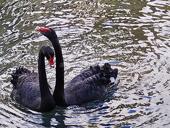 Сниму жилье круглый год  гагра