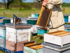 Продаю мед фляга 25 ты