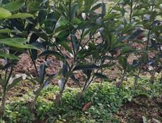 Саженцы мандарин ранний 