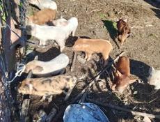 Продаются поросята