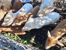 Продаются поросята