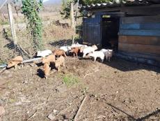 Продаются поросята