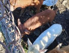 Продаются поросята