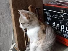 Отдам в нежные и заботливые руки