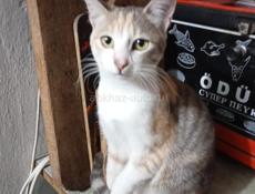 Отдам в нежные и заботливые руки