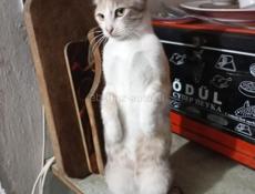 Отдам в нежные и заботливые руки