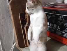 Отдам в нежные и заботливые руки