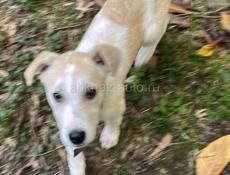 Отдам в заботливые руки