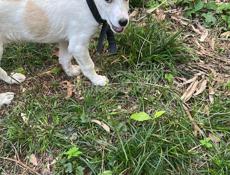 Отдам в заботливые руки