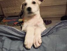 Отдам в заботливые руки